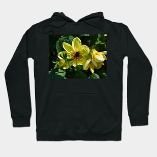 Busy Honey Bee Hoodie